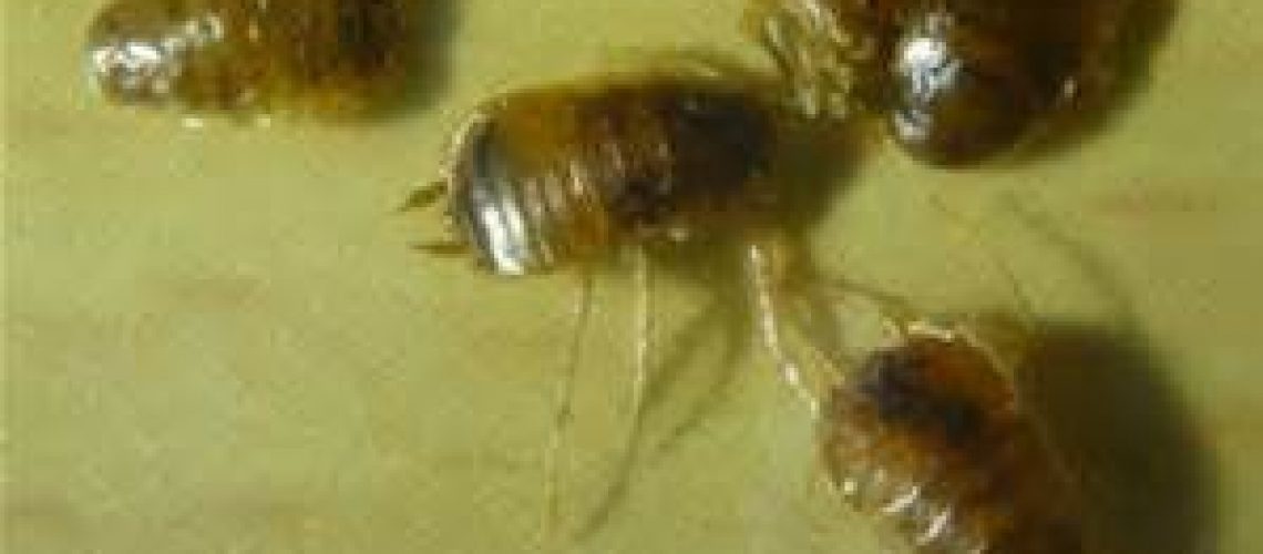 bedbug pic